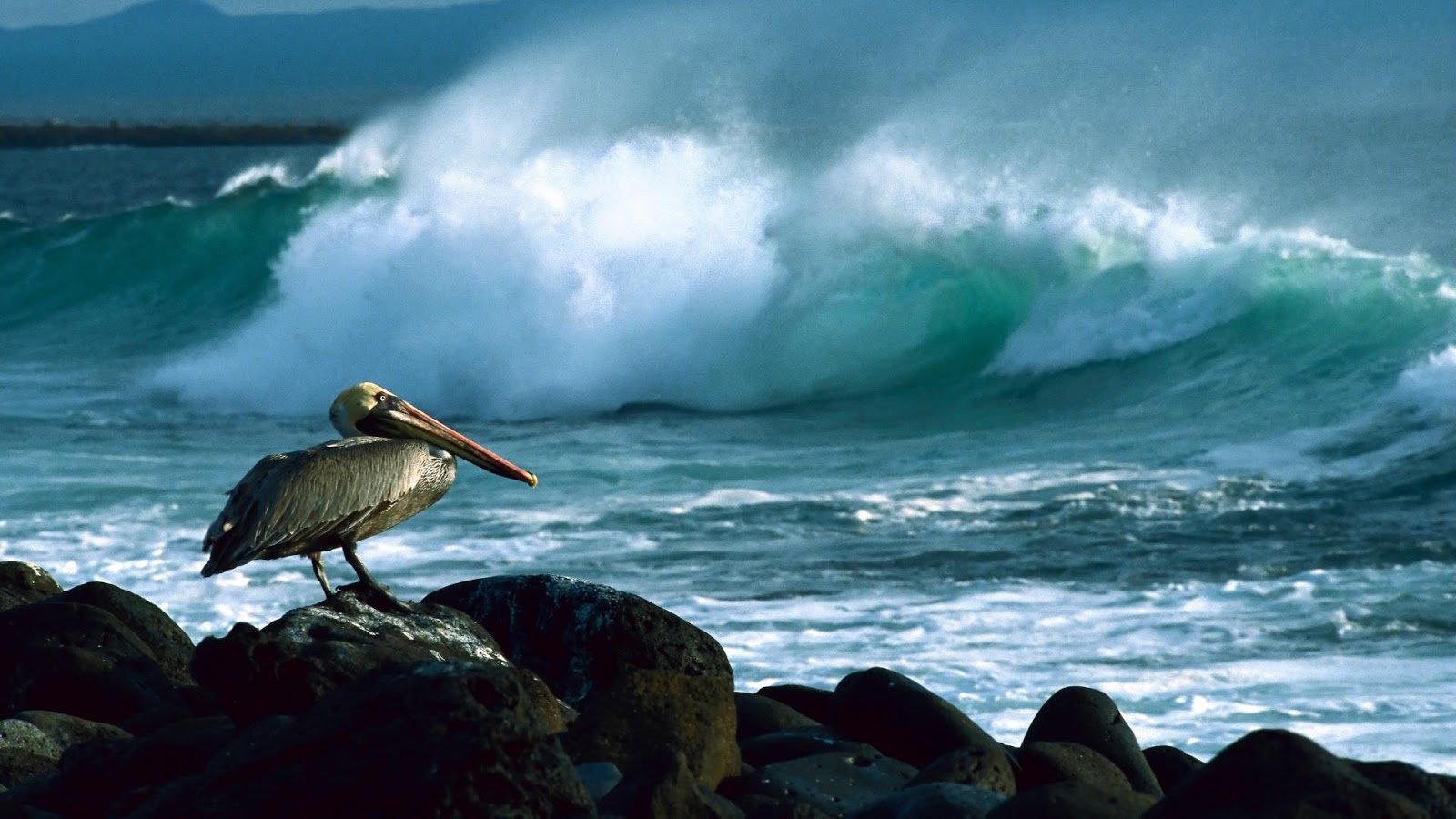 Pelican and wave.jpg