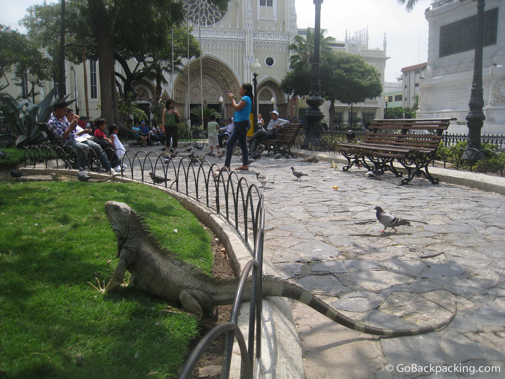 Seminario park iguana.jpg
